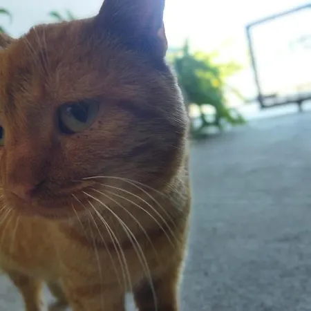 Agroikia * Leonídion