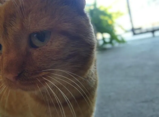 Agroikia * Leonídion